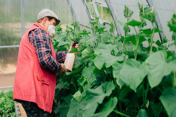 Bordeaux solution for aphids