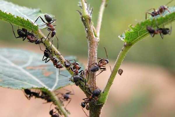 comment pulvériser les pucerons du prunier