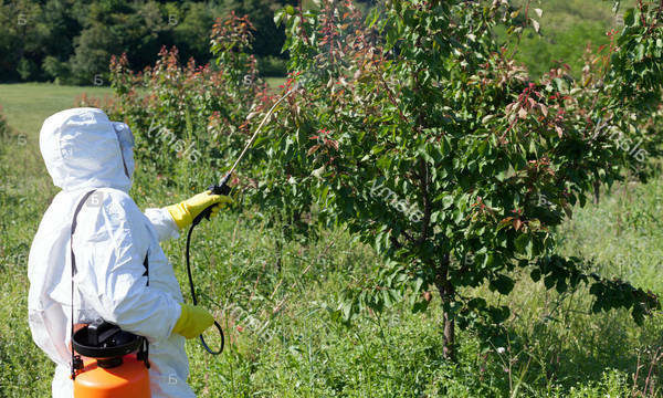 remède contre les pucerons sur prune