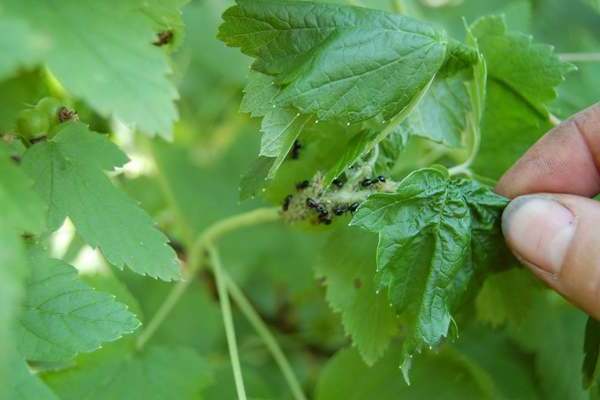 Pucerons sur les groseilles