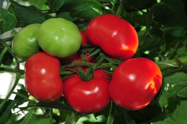Tomato Blagovest: description, photo, main information