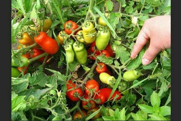 Tomate Gnome: description de la variété, types de cultures