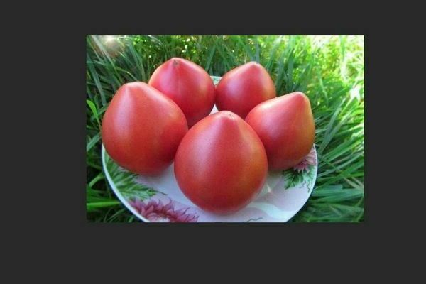 Variété de tomate Gnome : les meilleures variétés