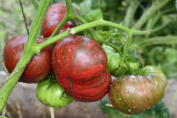 Variété de tomate Gnome : les meilleures variétés