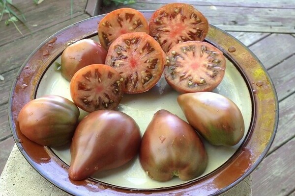Variété de tomate Gnome : les meilleures variétés