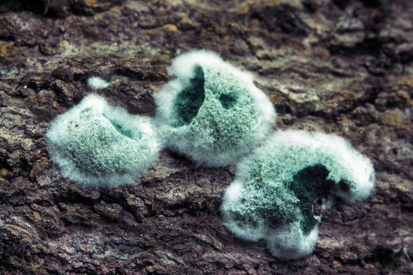 trichoderma