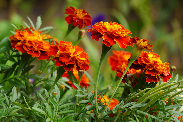 flores de calêndula