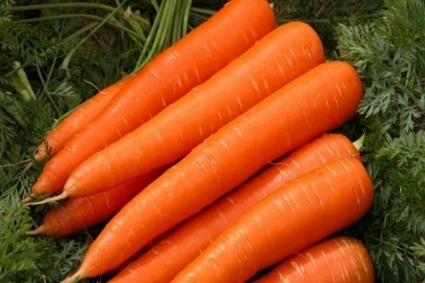 Variétés précoces de carottes