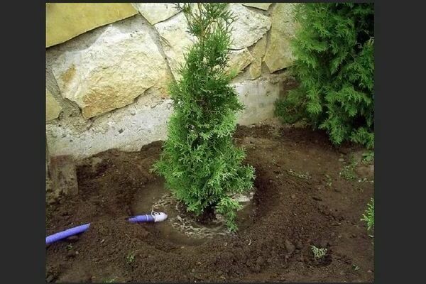 Thuya dans l'Oural: plantation et entretien selon les règles
