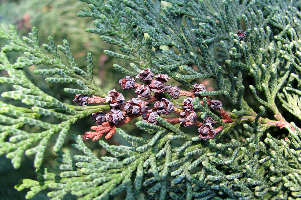 thuja reingold