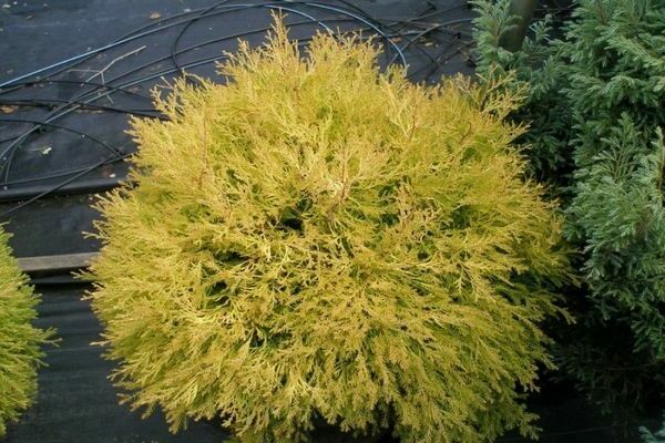 thuja reingold
