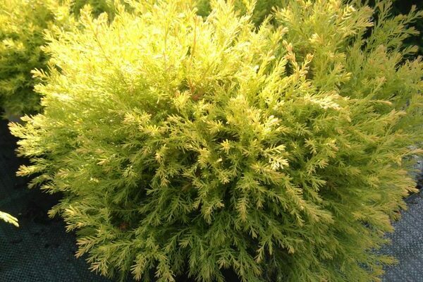 thuja reingold