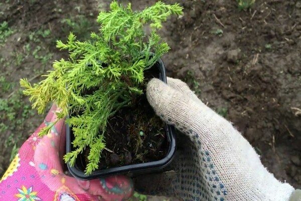 thuja reingold