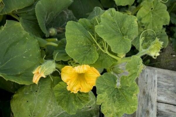plantation et entretien de citrouilles