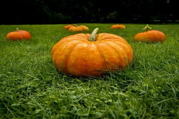 plantation et entretien de citrouilles