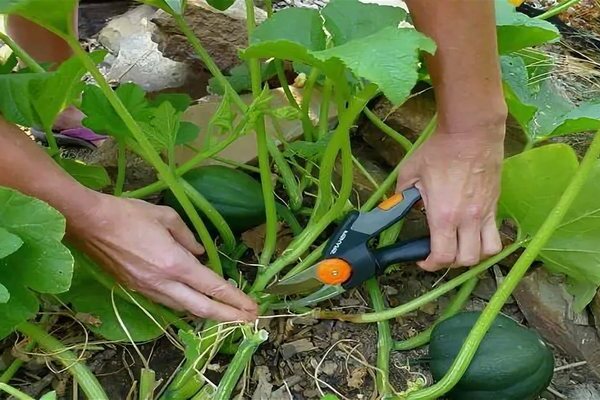 plantation et entretien de citrouilles