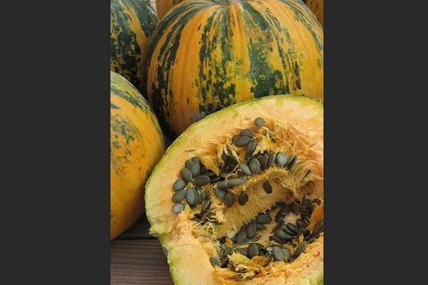 Citrouille gymnospermeuse : toutes les caractéristiques