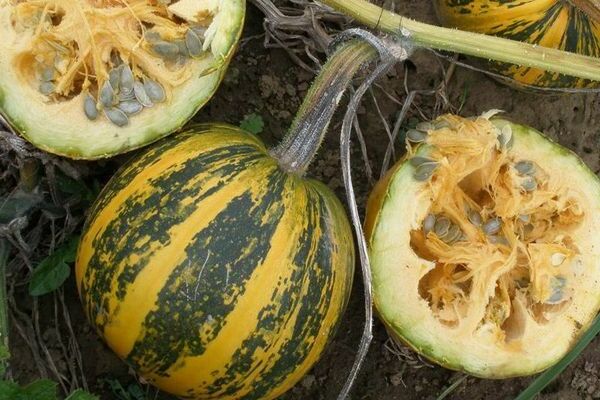Citrouille gymnospermeuse de Styrie et autres variétés les plus populaires