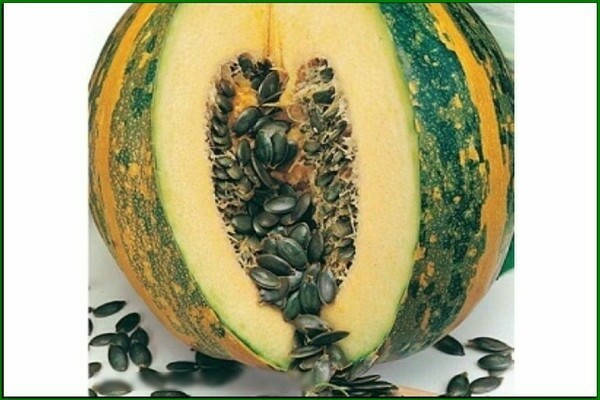 Citrouille gymnospermeuse de Styrie et autres variétés les plus populaires
