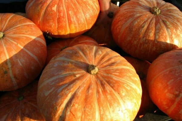 Citrouille gymnospermeuse de Styrie et autres variétés les plus populaires