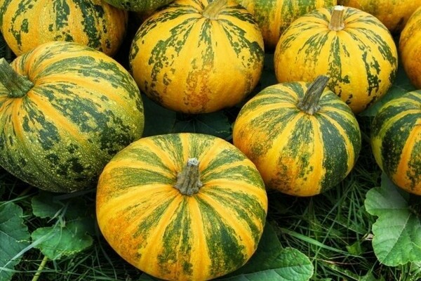 Citrouille gymnospermeuse de Styrie et autres variétés les plus populaires
