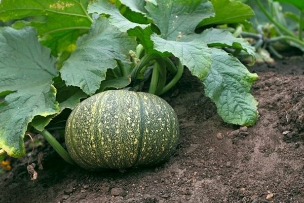 Citrouille gymnospermeuse de Styrie et autres variétés les plus populaires