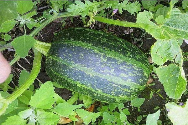 Pumpkin Gribovskaya: description