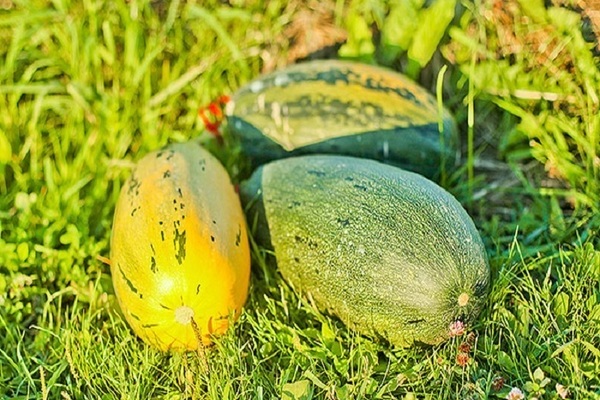 Mushroom bush pumpkin: a little about the variety