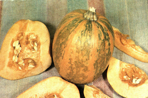 Grubovskaya pumpkin: a description of the pros and cons
