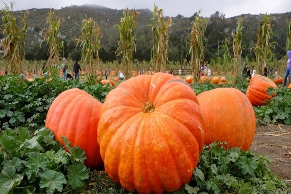 Bush pumpkin