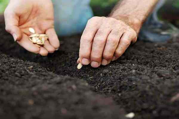 plantation et entretien de citrouilles