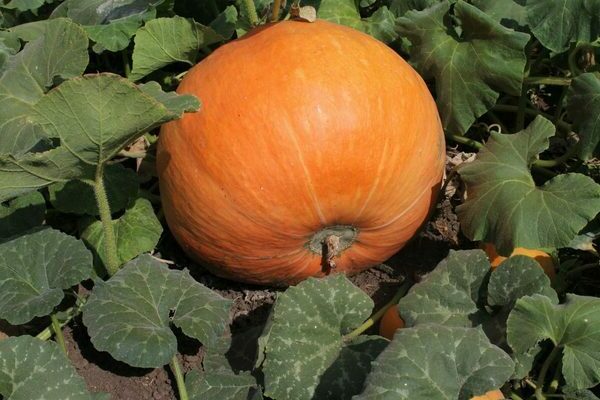 Sourire de citrouille
