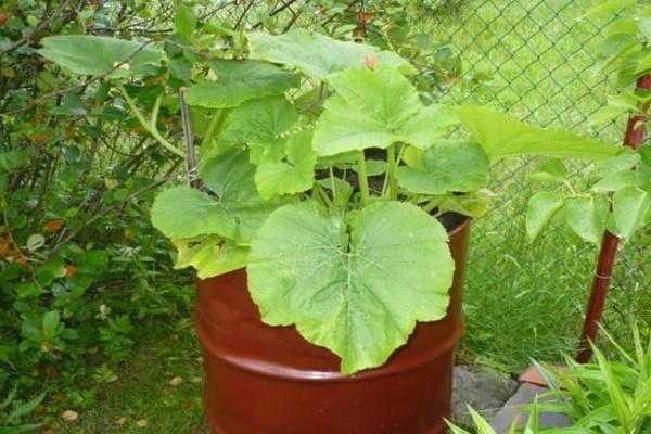 citrouille dans un tonneau
