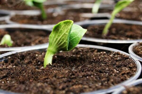 plantation et entretien de citrouilles