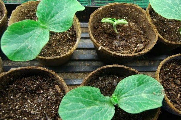 plantation et entretien de citrouilles