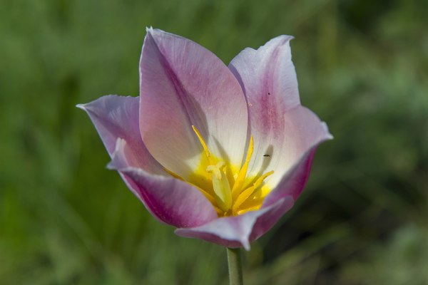 Tulipa de Schrenck