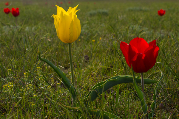 Tulipa de Schrenck