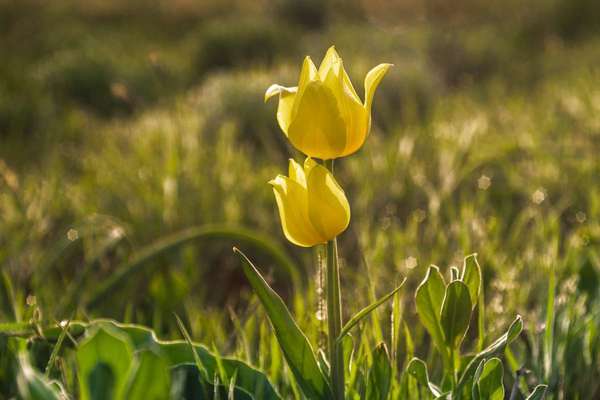 Foto de Tulip Schrenck