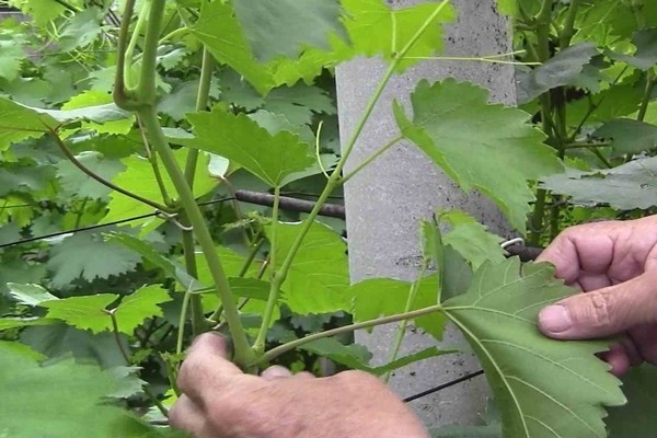 grape care