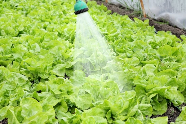 bienfaits de la laitue romaine