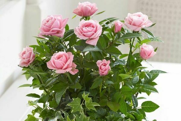 cuidados domiciliares de rosas internas