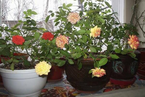 rosa cuidados internos