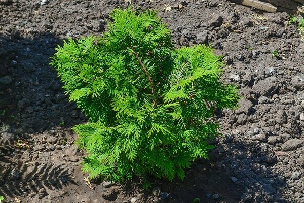 thuja care