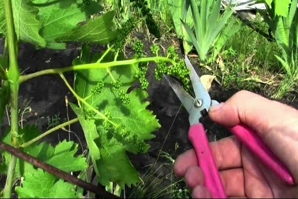 grape care pruning