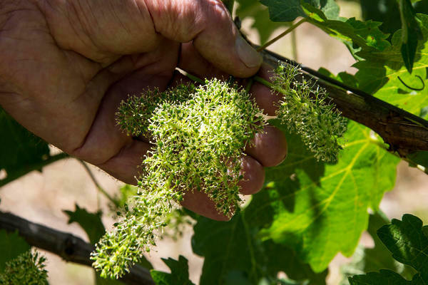grape planting and care