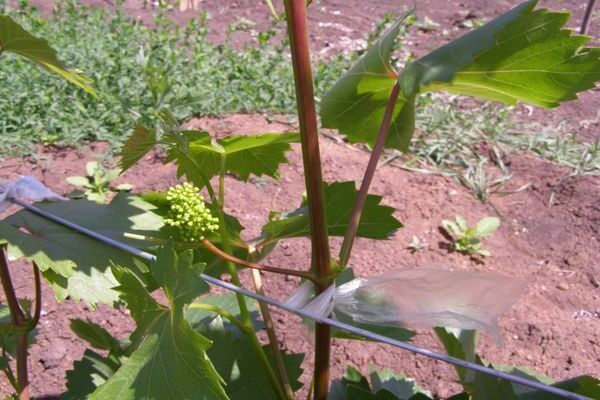 care of grapes after flowering