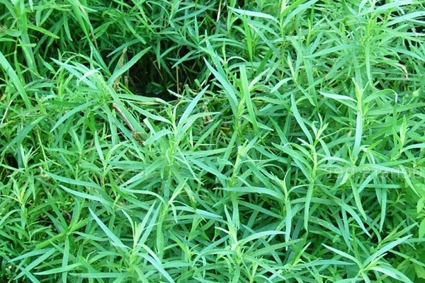 tarragon landing