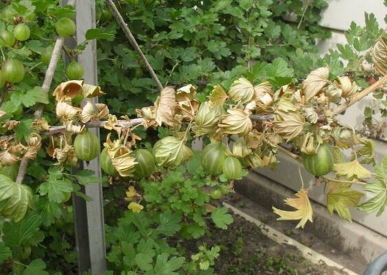 Gooseberry diseases