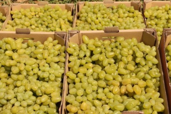 grapes long-awaited variety description