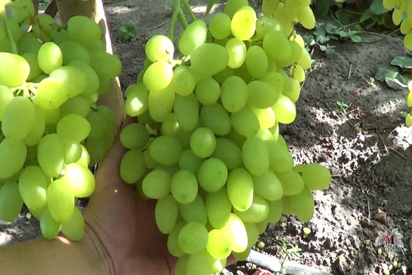 grape variety long-awaited photo